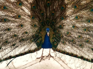 Mainly Blue!   