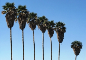 Palm Family   