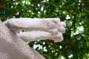 Cat in Rest   