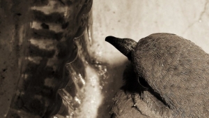 Sad Bird    