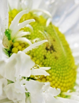 Natural Delicacy       
